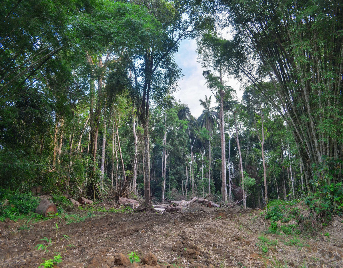 FORESTRY